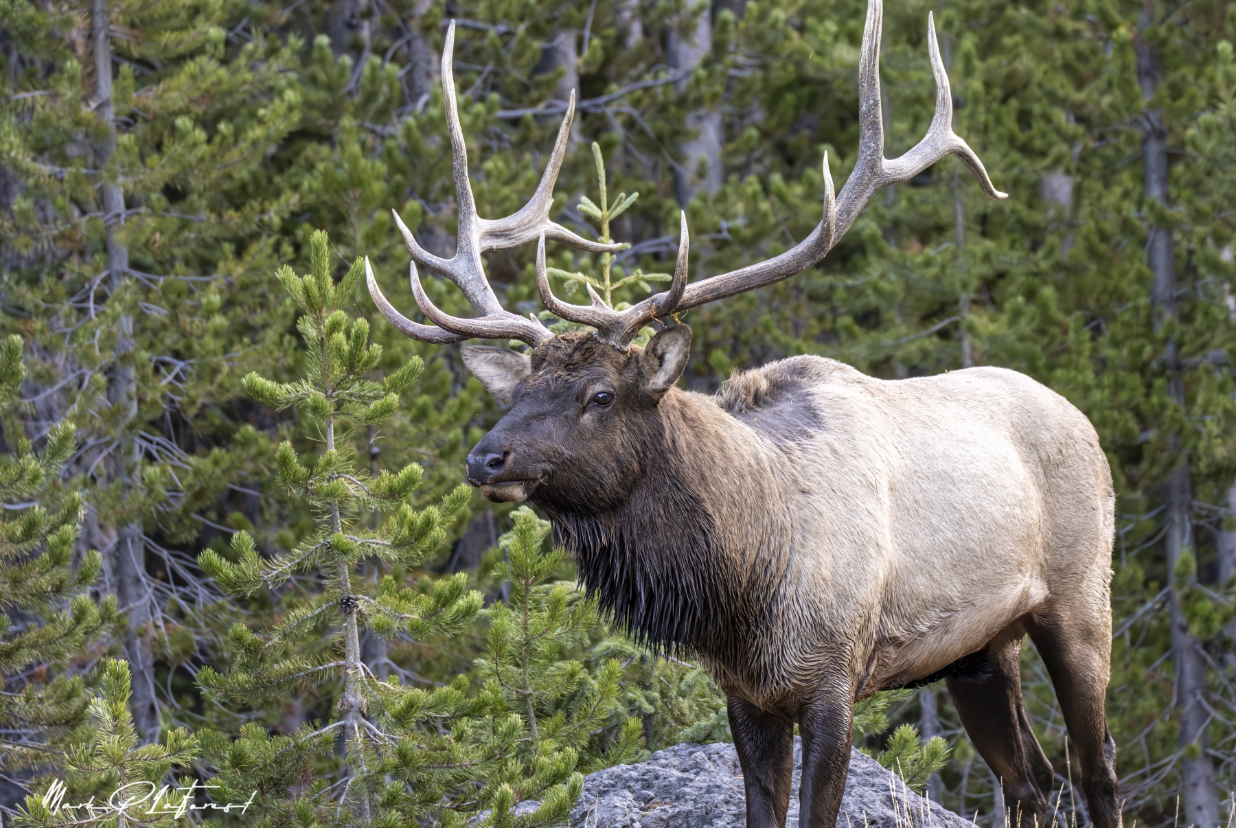 /gallery/north_america/USA/Wyoming/yellowstone/Bull Elk Yellowstone NP Sept 2024-029_med.jpg